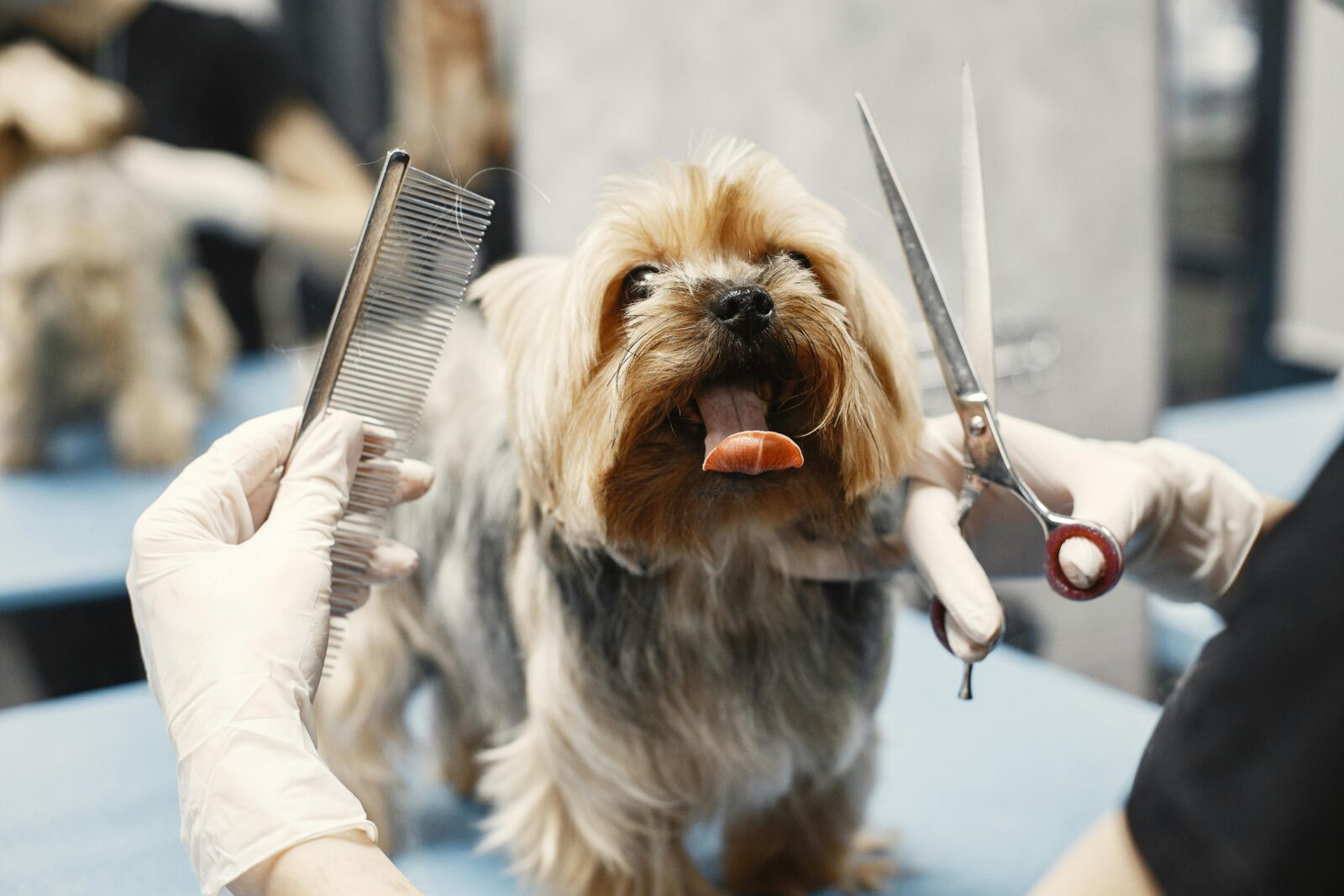 5 of the Most Adorable Goldendoodle Haircuts