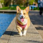 What Is Scent Training for Dogs and How Do I Get Started?