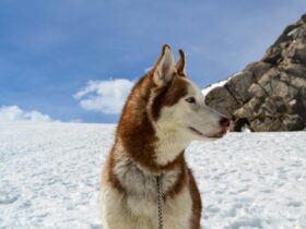 Siberian Husky Price: What to Expect When Buying and Owning a Husky