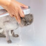 How to Bathe a Cat or Kitten Without Getting Scratched