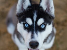 husky dog price india