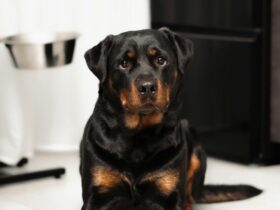 Puppy of Rottweiler