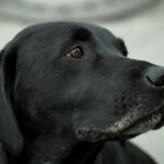 The Black Labrador: A Comprehensive Guide to Your Loyal Companion