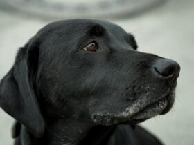 The Black Labrador: A Comprehensive Guide to Your Loyal Companion