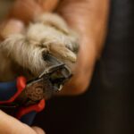 How To Stop a Dog's Nail From Bleeding