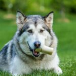 A Complete Guide to Raising a Siberian Husky Puppy