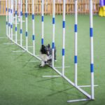 Here's How to Build a DIY Dog Agility Course in Your Own Backyard