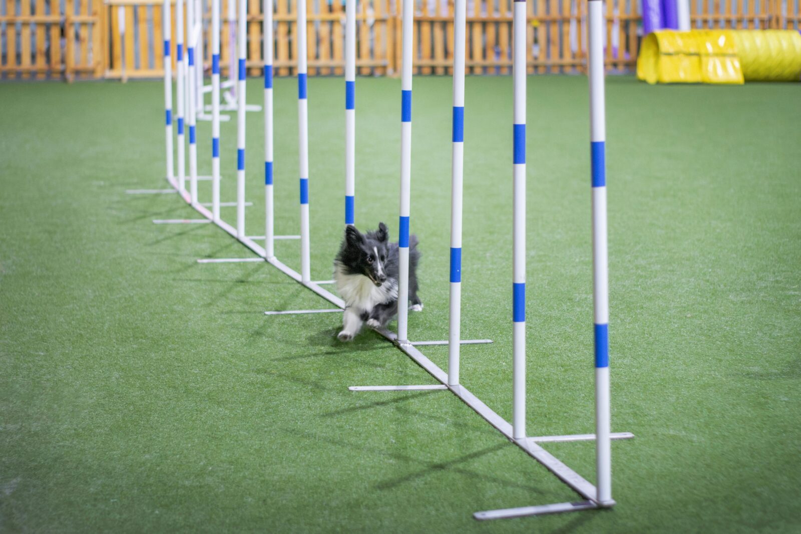 Here's How to Build a DIY Dog Agility Course in Your Own Backyard