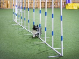 Here's How to Build a DIY Dog Agility Course in Your Own Backyard