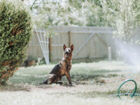 German Shepherd Dog and Puppy: A Complete Guide to This Loyal and Intelligent Breed