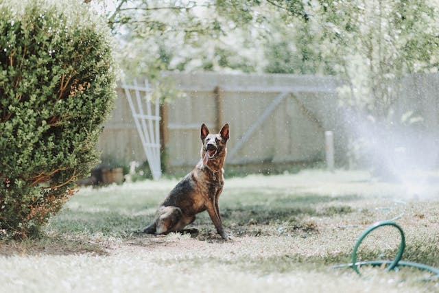 German Shepherd Dog and Puppy: A Complete Guide to This Loyal and Intelligent Breed