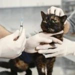 Why Regular Vet Checkups Are Essential for Your Pet's Health