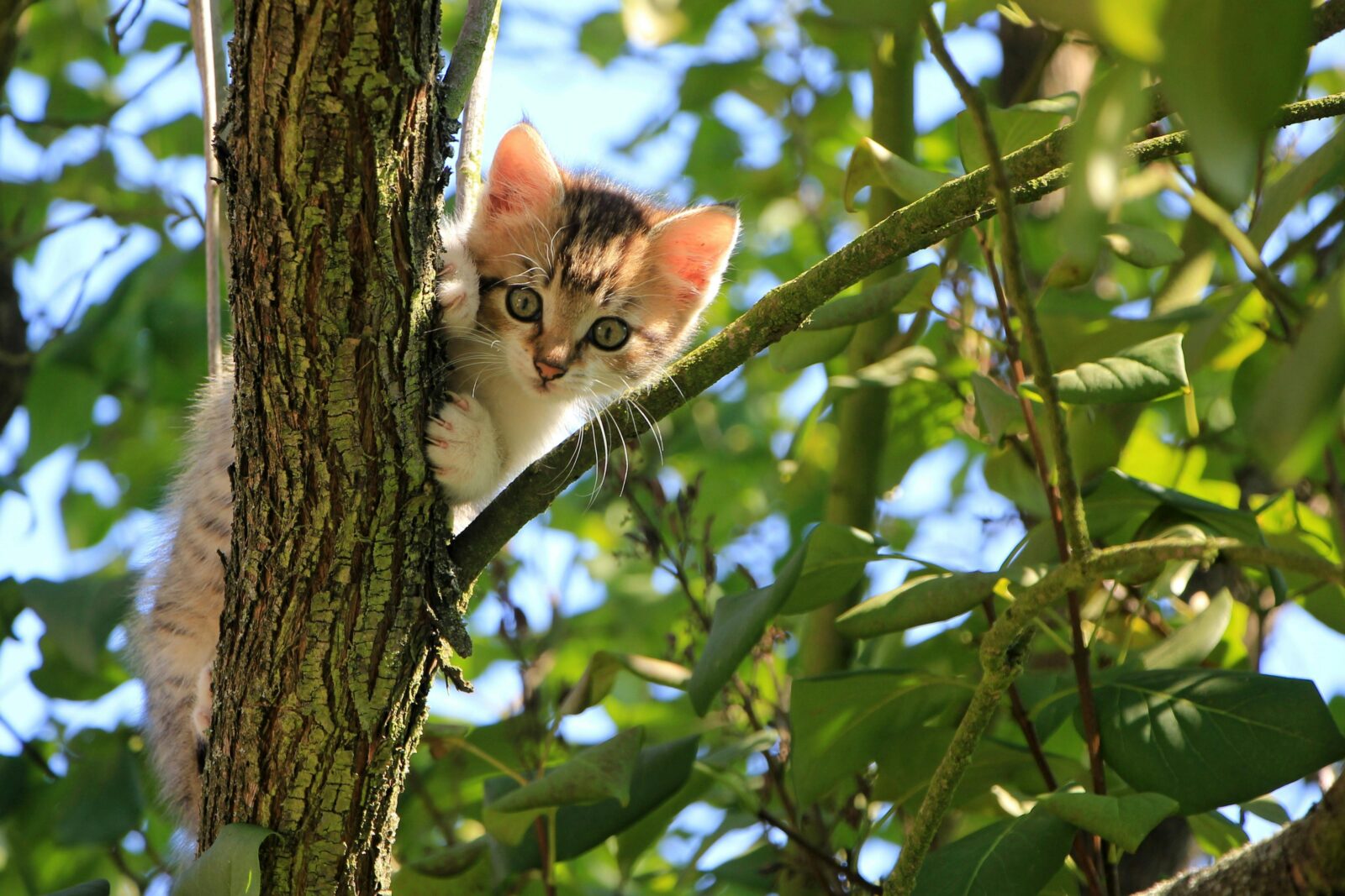 Find Out Why Your Kitten Is Sneezing and What You Can Do