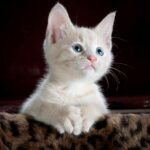 Why Your Kitten Has Diarrhea and When to See the Vet