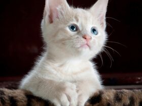 Why Your Kitten Has Diarrhea and When to See the Vet