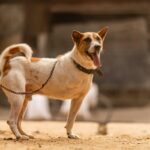 Dog Anal Glands May Explain Why Your Dog Scoots. Here's How to Help