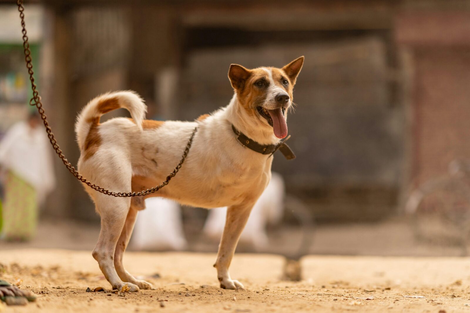 Dog Anal Glands May Explain Why Your Dog Scoots. Here's How to Help