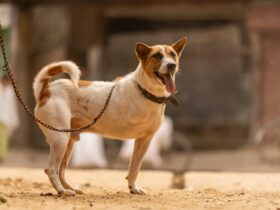 Dog Anal Glands May Explain Why Your Dog Scoots. Here's How to Help