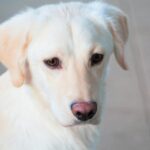 Labrador Retriever Dog Price: A Comprehensive Guide to Costs and Factors