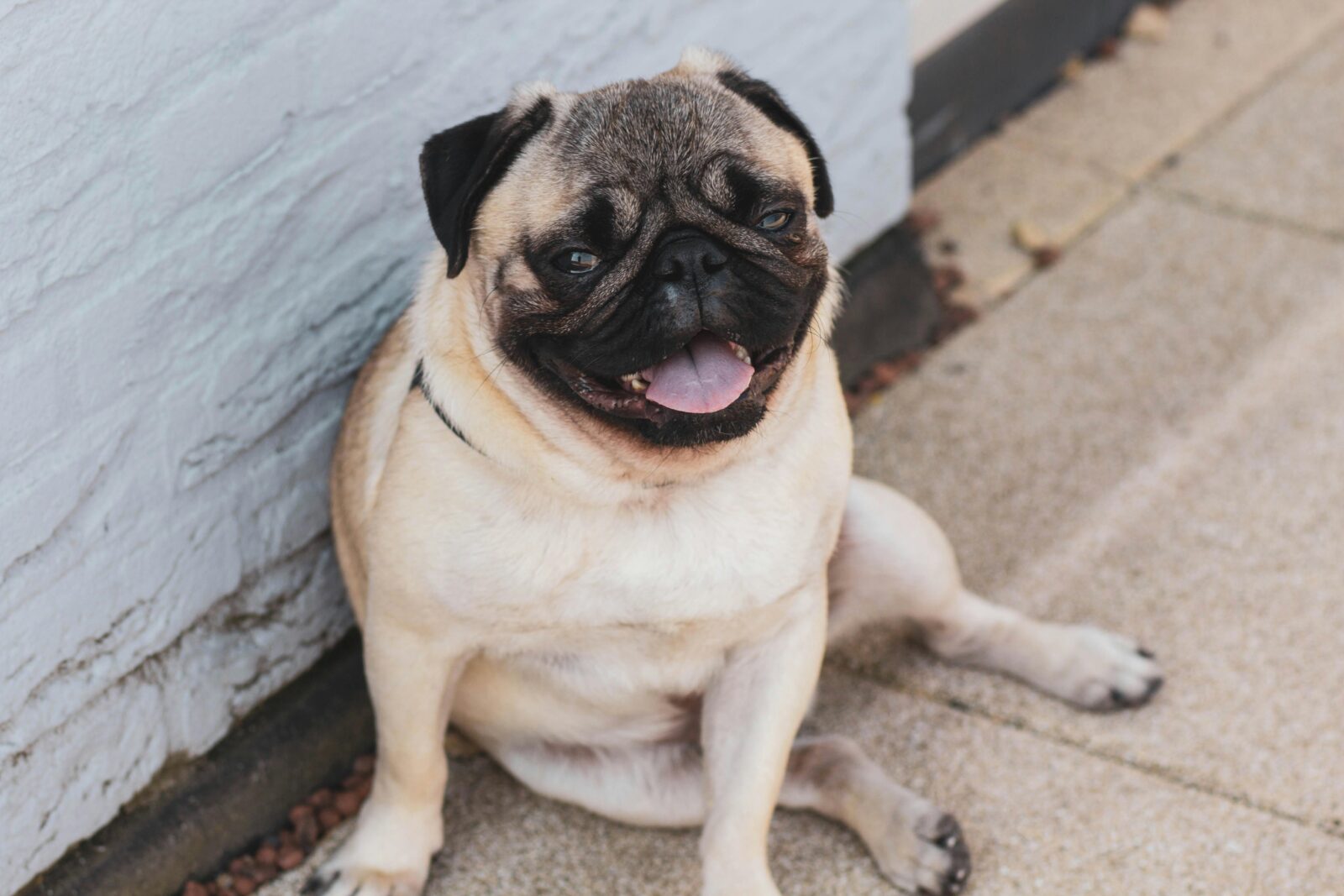 Pug Dog Breed Price: What You Need to Know Before Bringing a Pug Home