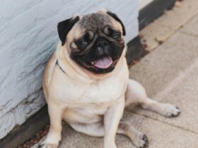 Pug Dog Breed Price: What You Need to Know Before Bringing a Pug Home