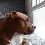 American Pit Bull Terrier Breeders: Finding Responsible and Reputable Breeders