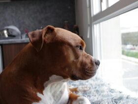 American Pit Bull Terrier Breeders: Finding Responsible and Reputable Breeders