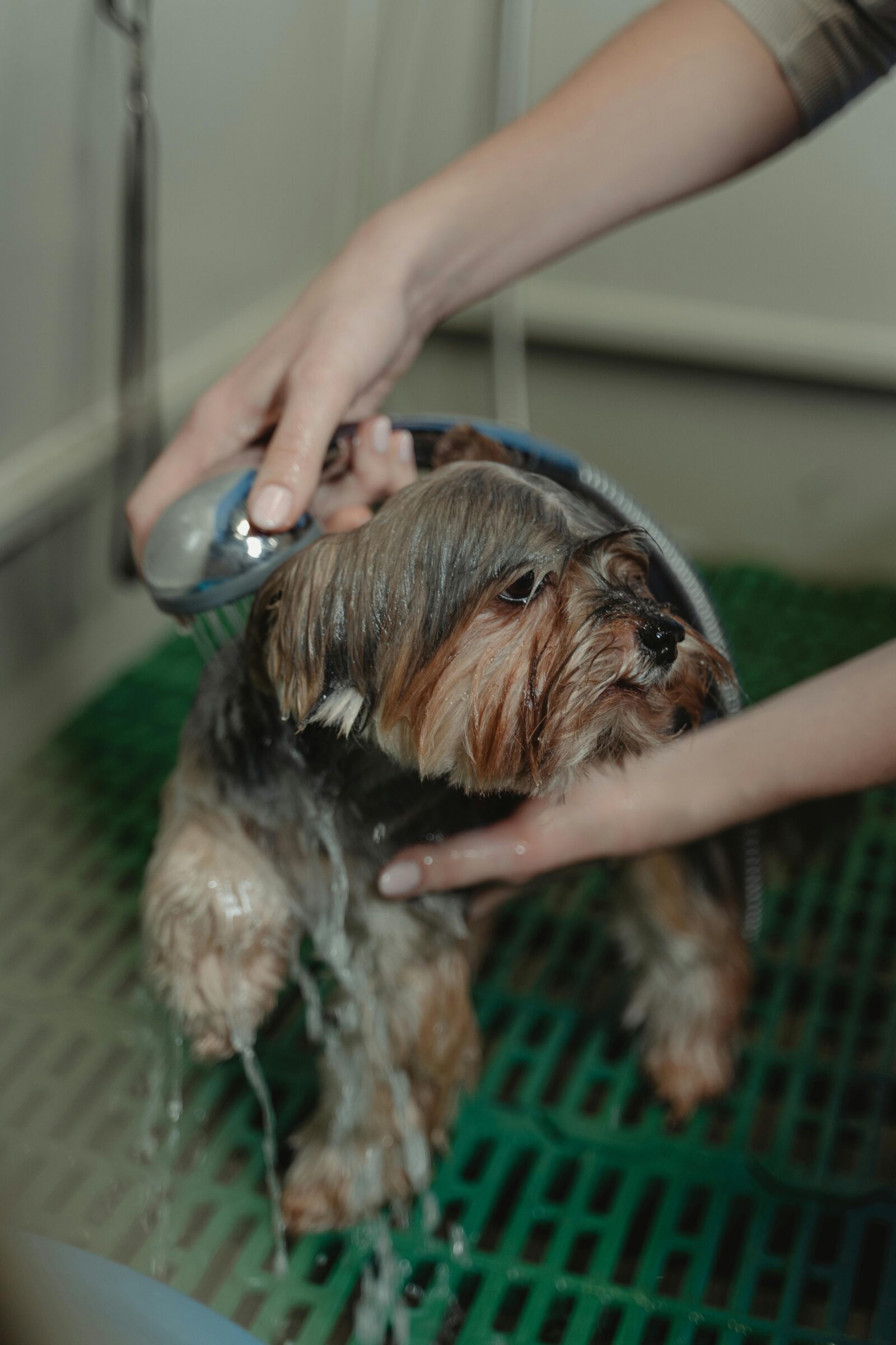 Tips for Bathing and Brushing Your Dog