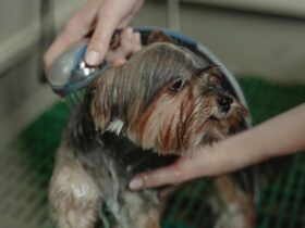 Tips for Bathing and Brushing Your Dog