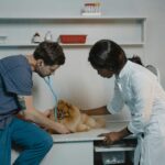 Common Health Issues in Pets and How to Prevent Them