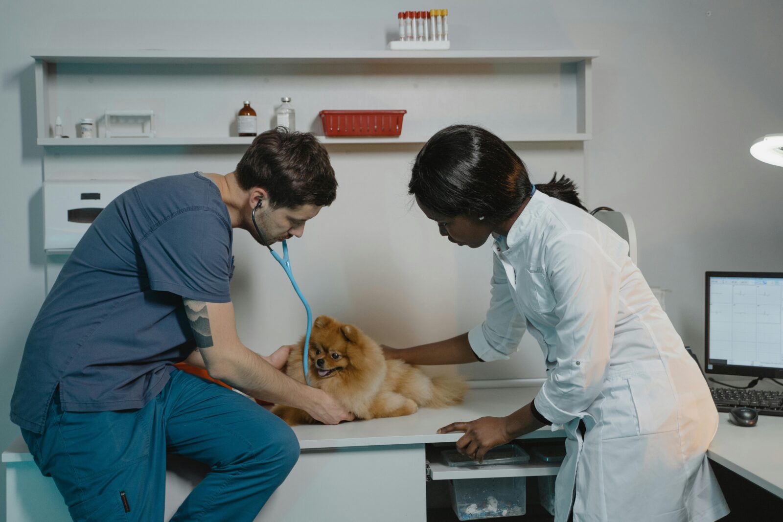 Common Health Issues in Pets and How to Prevent Them