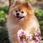 Indian Spitz Breed Dog