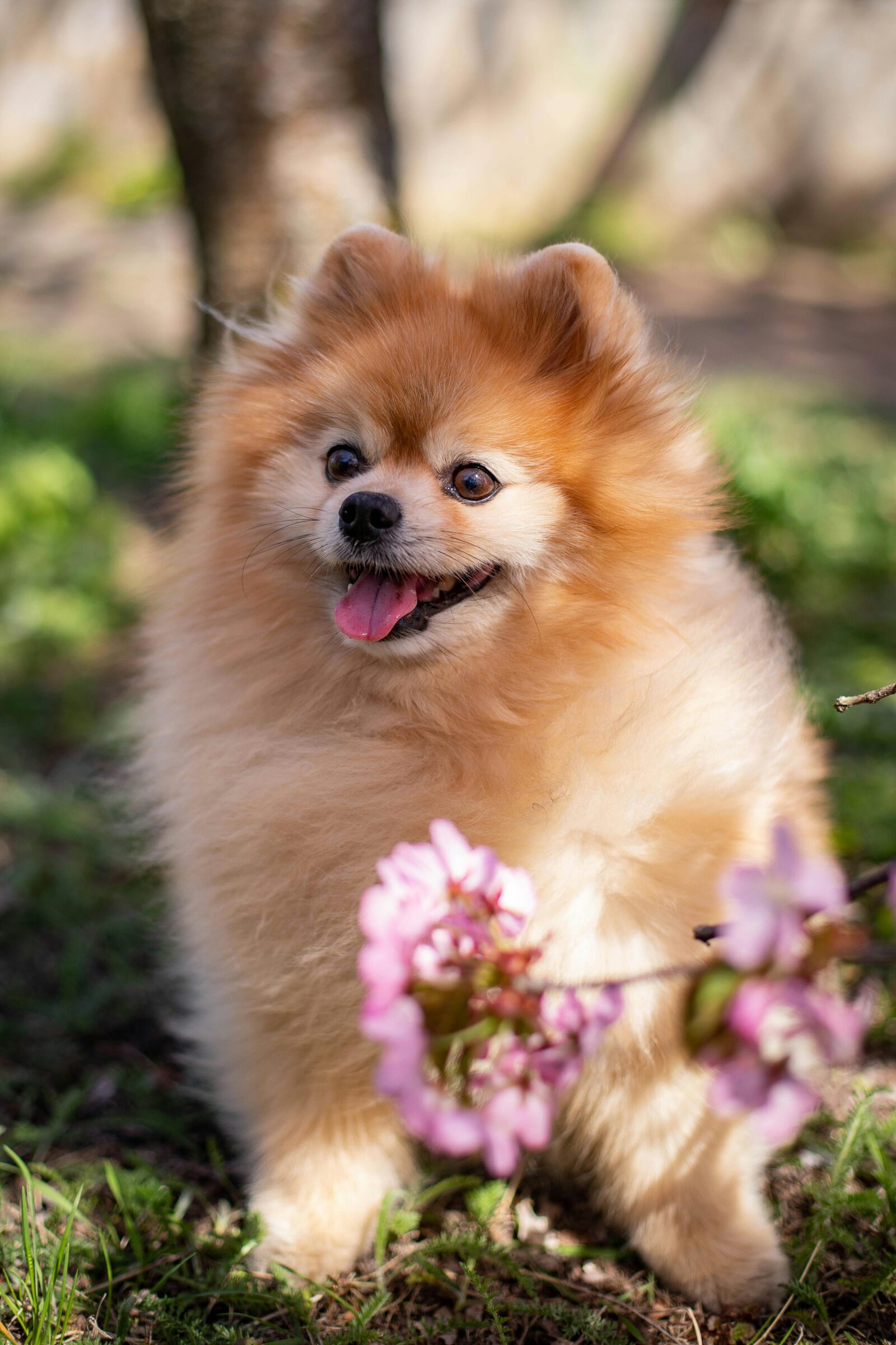 Indian Spitz Breed Dog