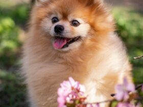 Indian Spitz Breed Dog