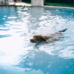 How to Teach Your Dog to Swim—Whether You're Headed to the Beach or Pool