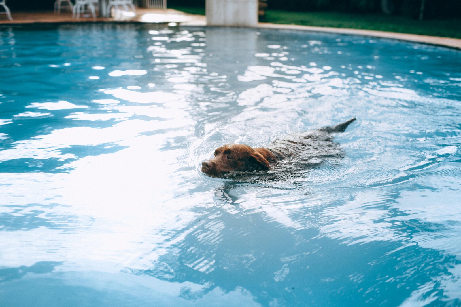 How to Teach Your Dog to Swim—Whether You're Headed to the Beach or Pool