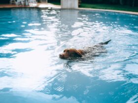 How to Teach Your Dog to Swim—Whether You're Headed to the Beach or Pool