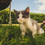 How and When To Use Kitten Formula To Bottle Feed Kittens