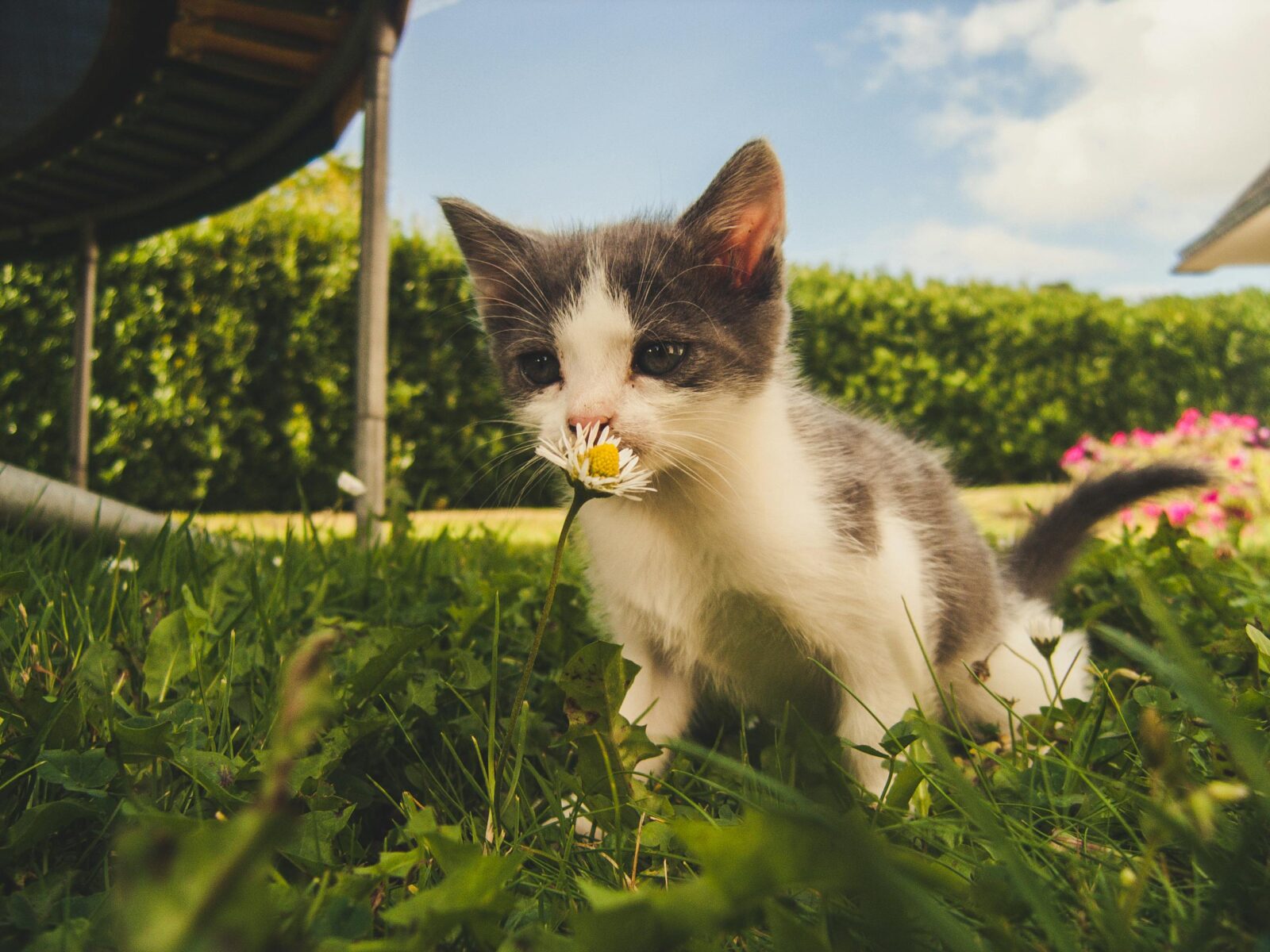 How and When To Use Kitten Formula To Bottle Feed Kittens