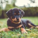 All About Rottweilers: Essential Information and Care Tips for the Rottweiler Dog