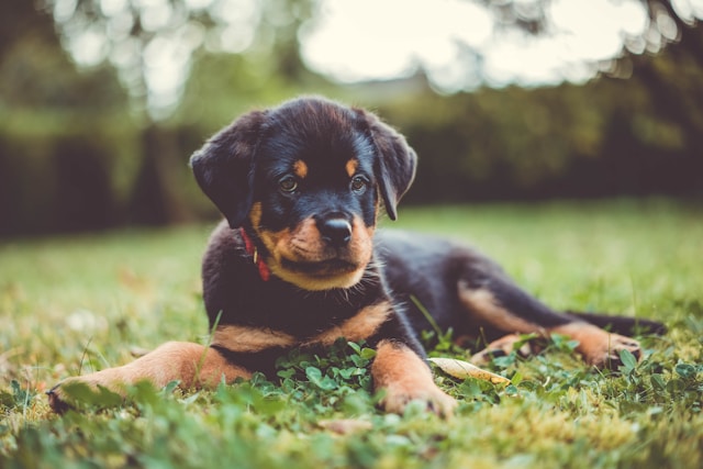 All About Rottweilers: Essential Information and Care Tips for the Rottweiler Dog