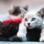 Top 7 Cat Breeds for Families: Discover Friendly Felines for Your Home