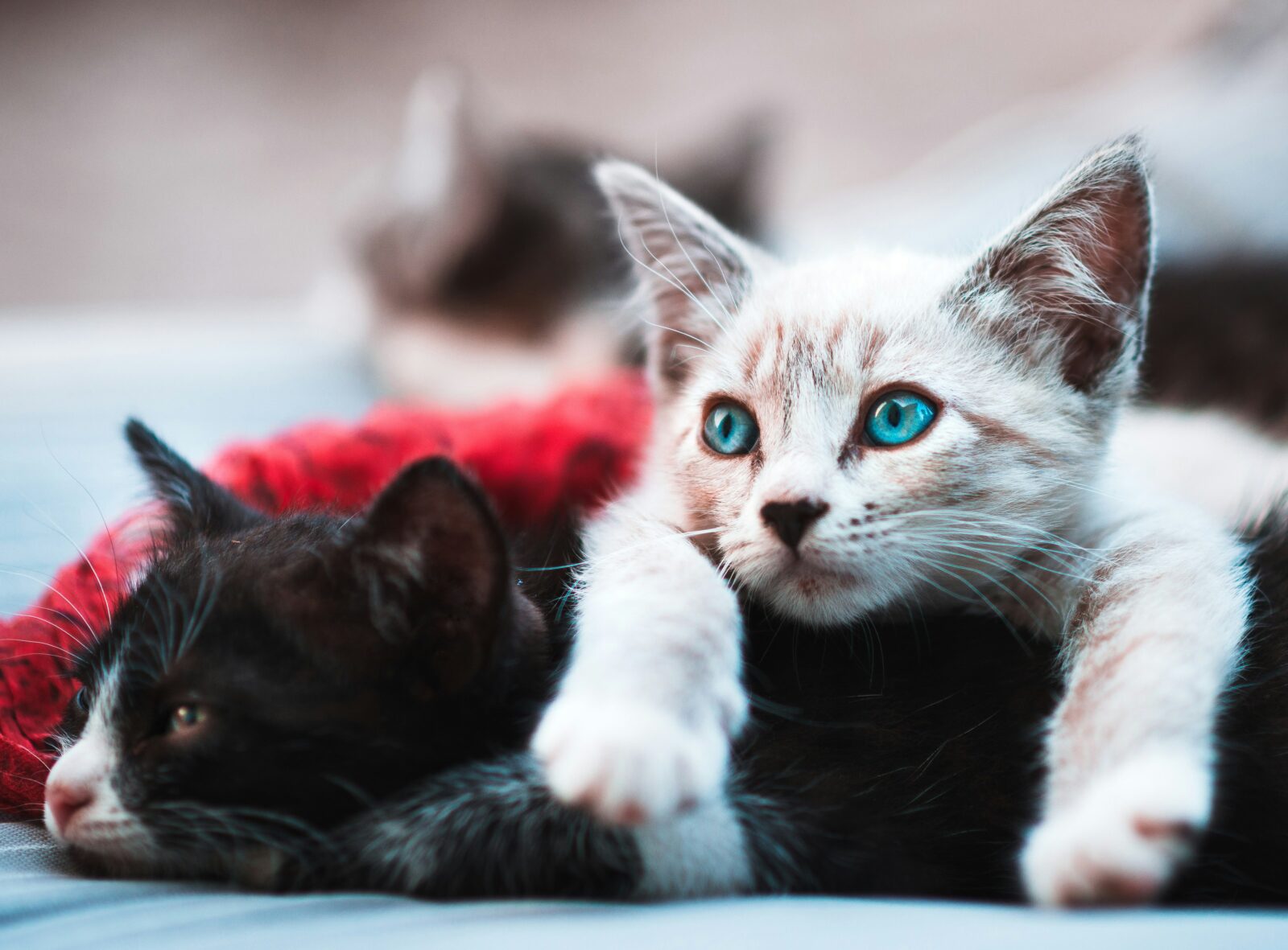 Top 7 Cat Breeds for Families: Discover Friendly Felines for Your Home