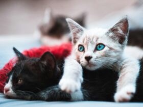 Top 7 Cat Breeds for Families: Discover Friendly Felines for Your Home