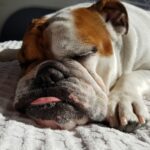 All About Bulldogs: A Comprehensive Guide