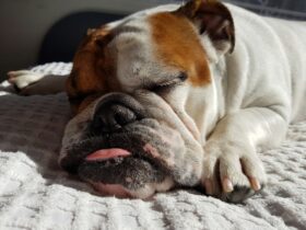 All About Bulldogs: A Comprehensive Guide