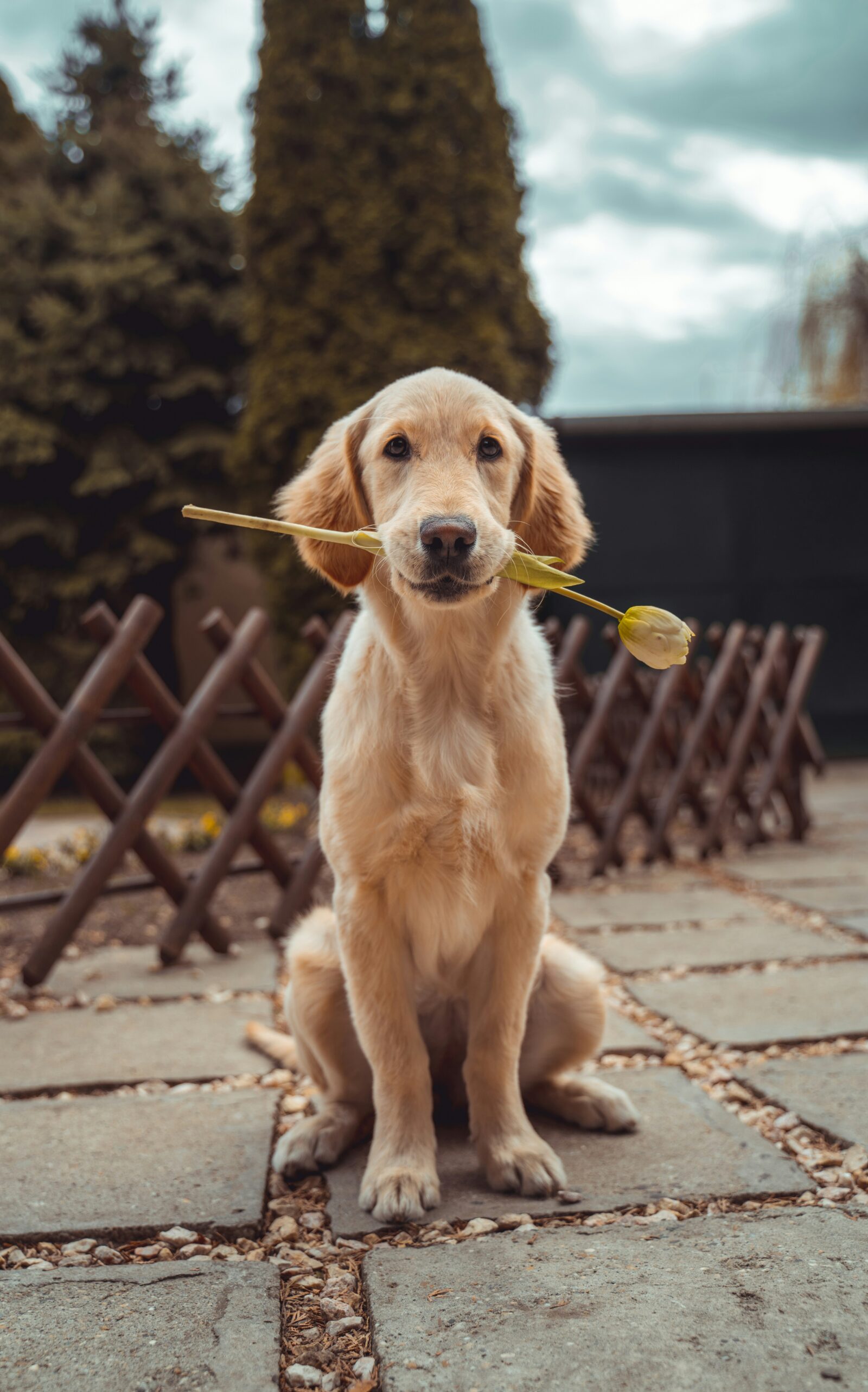 How to Groom Your Dog at Home: A Step-by-Step Guide