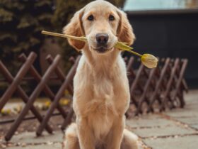 How to Groom Your Dog at Home: A Step-by-Step Guide