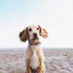 Common Dog Health Problems and How to Prevent Them