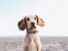 Common Dog Health Problems and How to Prevent Them